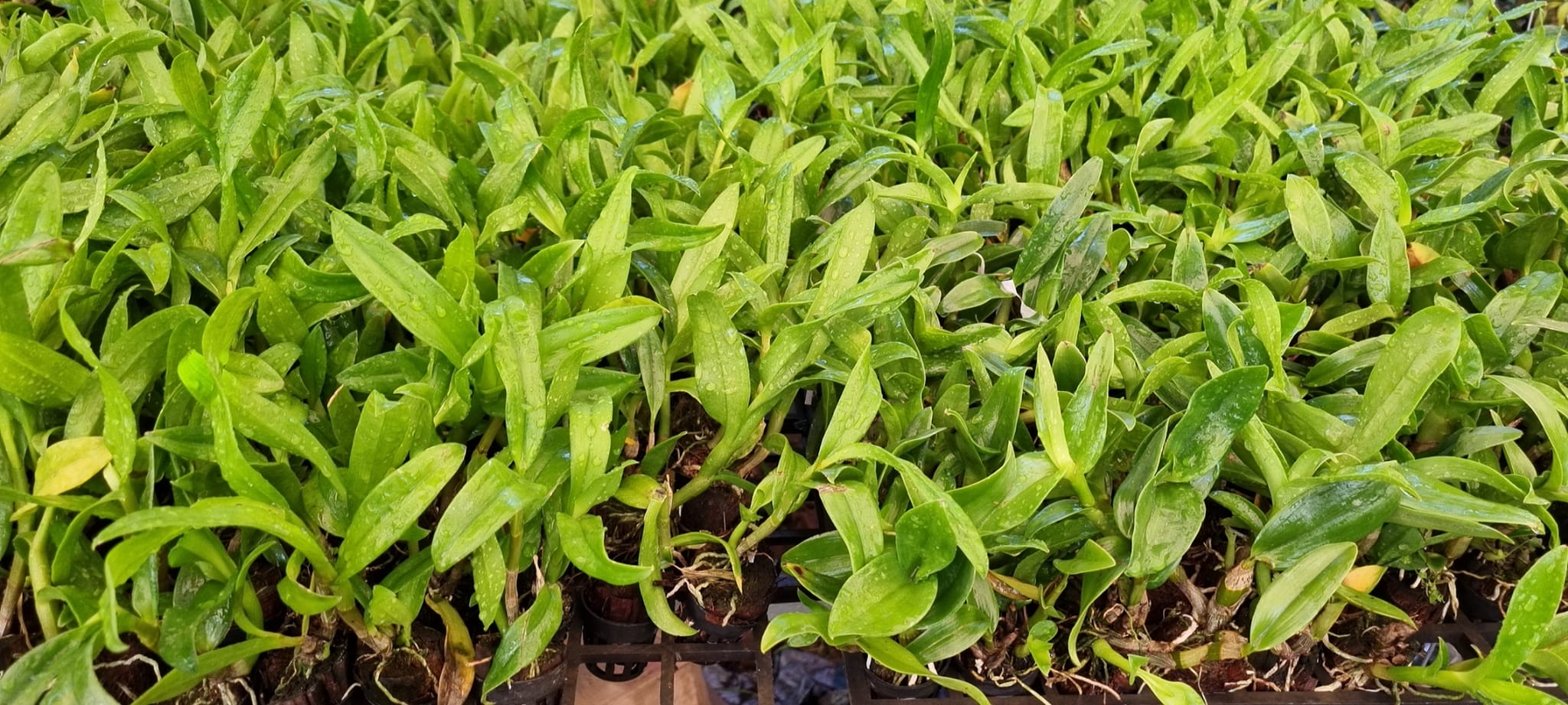 Denro vàng đỏ xưa hàng cây giống