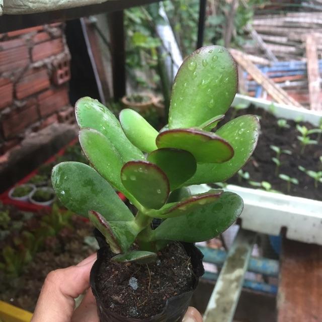 Sen Đá Thạch Bích