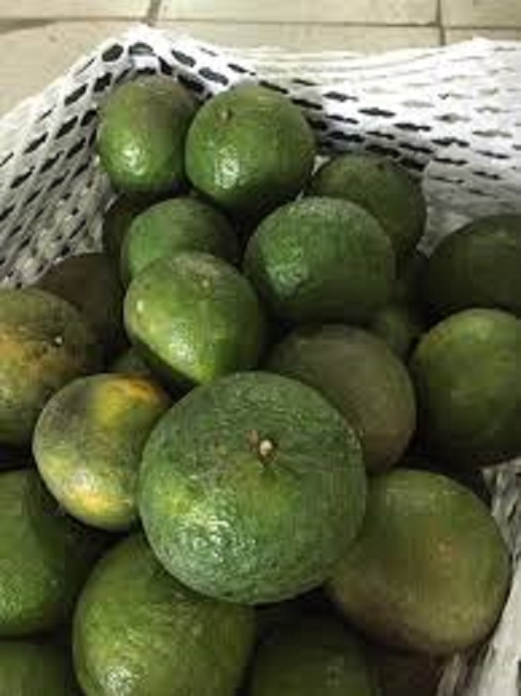 CÂY GIỐNG CAM SÀNH MIỀN NAM
