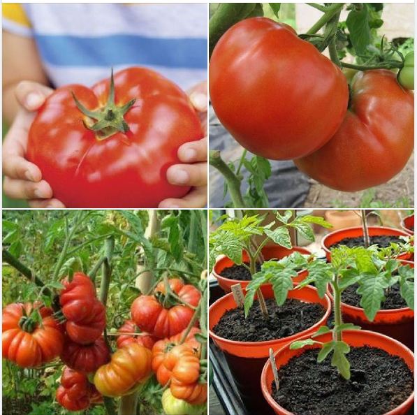Hạt giống cà chua đỏ khổng lồ F1 ( 30 hạt/gói ) - ( TẶNG gói kích thích hỗ trợ hạt nảy mầm)
