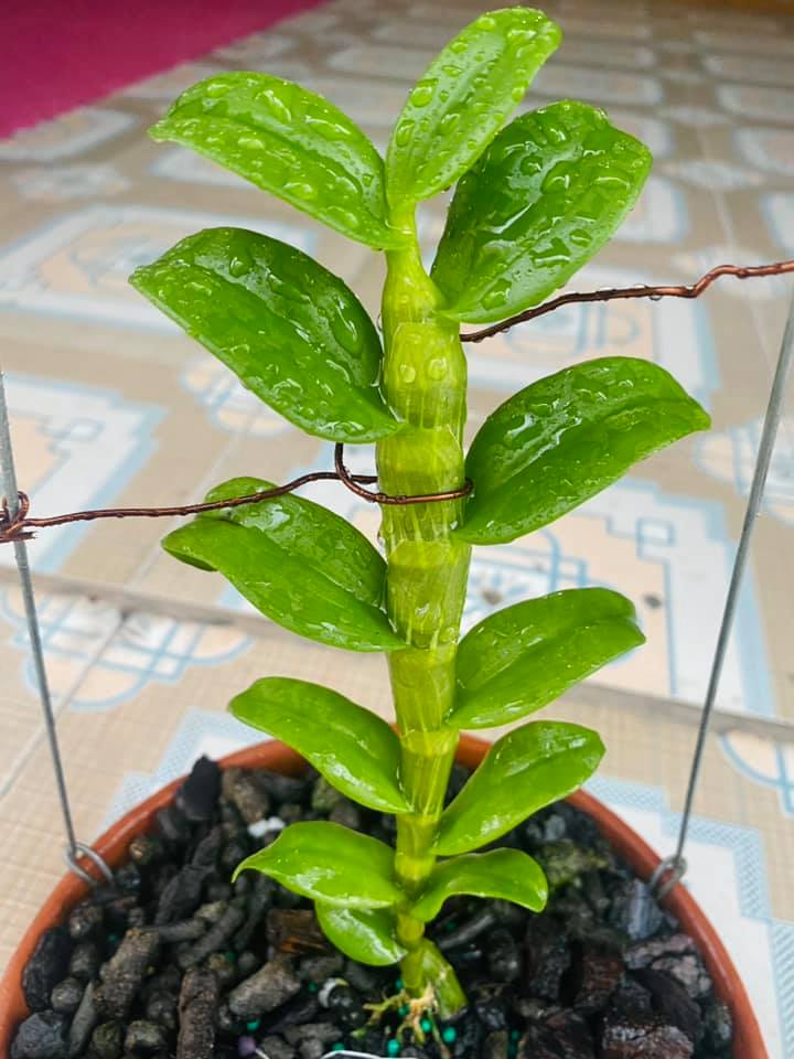 Cốc lan phi điệp đột biến 5 cánh trắng TUYẾT NGỌC