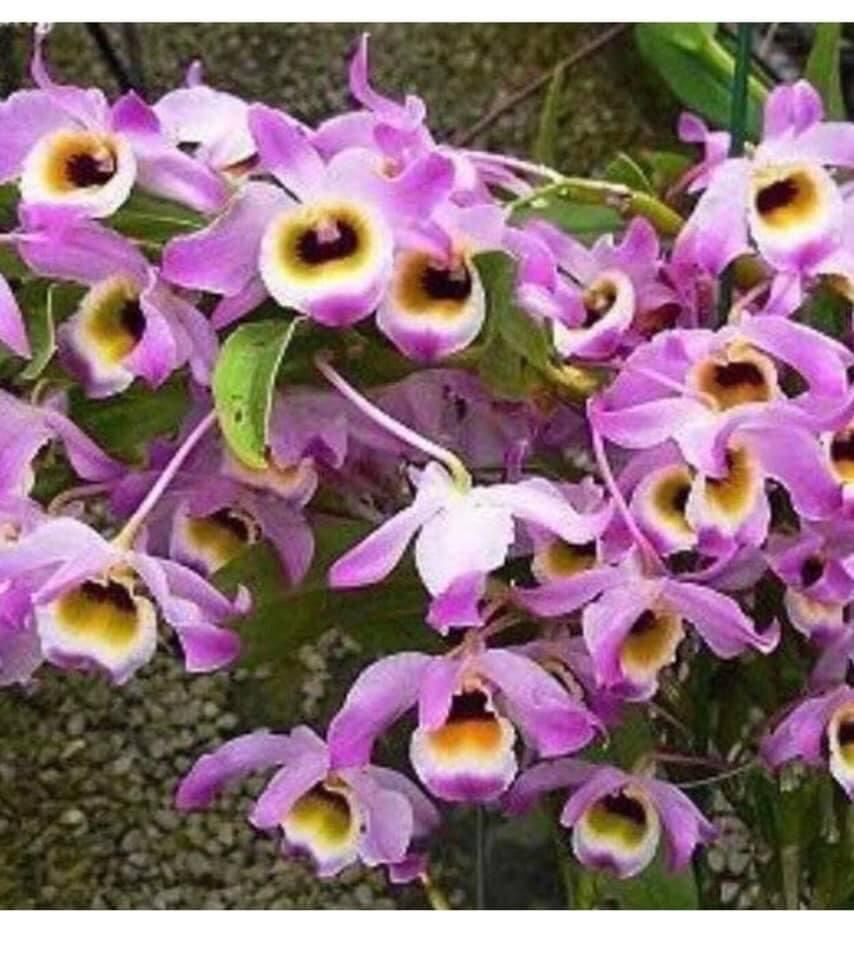 Hoa Lan  chuỗi ngọc(1 bó) qq