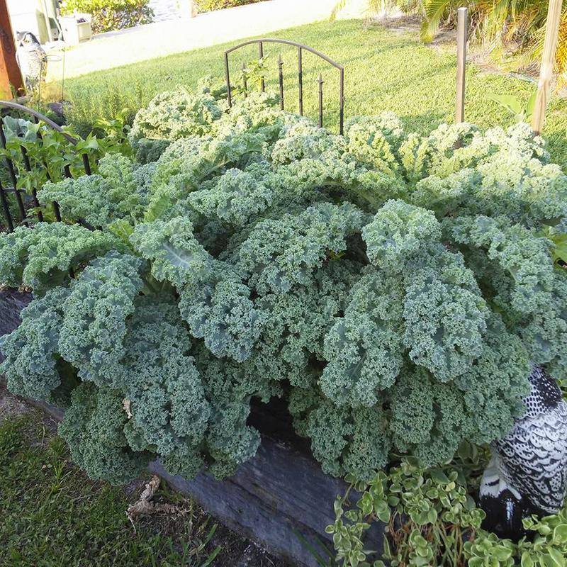 HẠT GIỐNG CẢI KALE XOĂN XANH