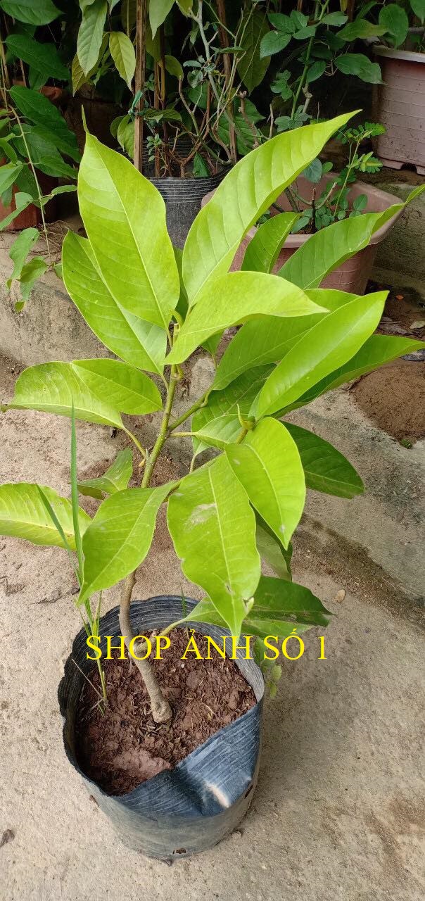 Chậu cây NGỌC LAN TRẮNG, sắp hoa, đã ra hoa