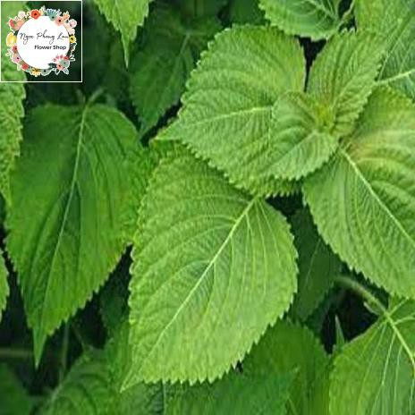 Hạt giống rau thơm mè lá mè hàn quốc - gói 1 gram