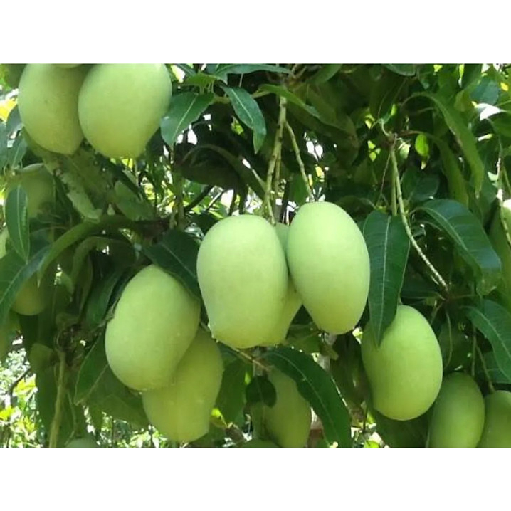 Cây giống xoài keo Campuchia (Cây khỏe đẹp, được kiểm tra cây)