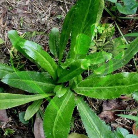 Hạt giống ngò gai - gói 3 gram
