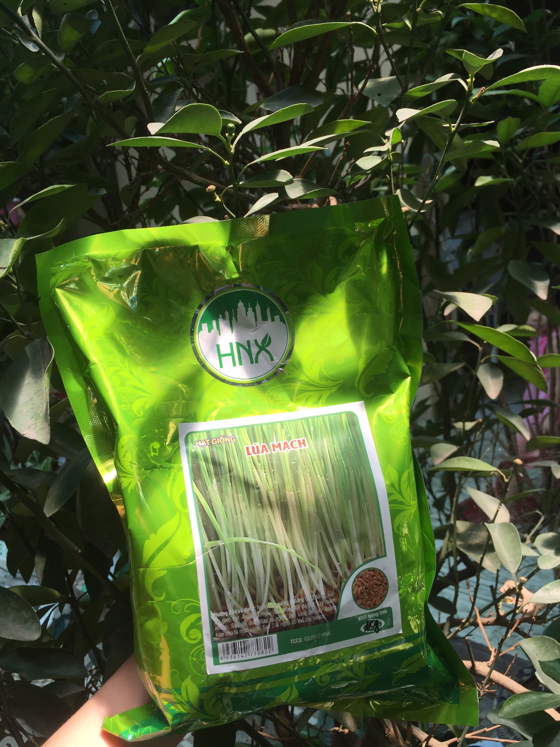 Hạt Giống Mầm Lúa Mạch ( ITALY ) túi 1kg