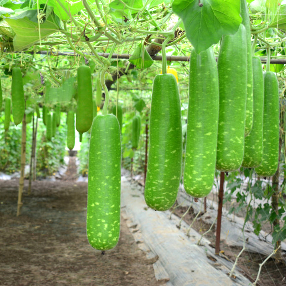 Bầu - 500gr