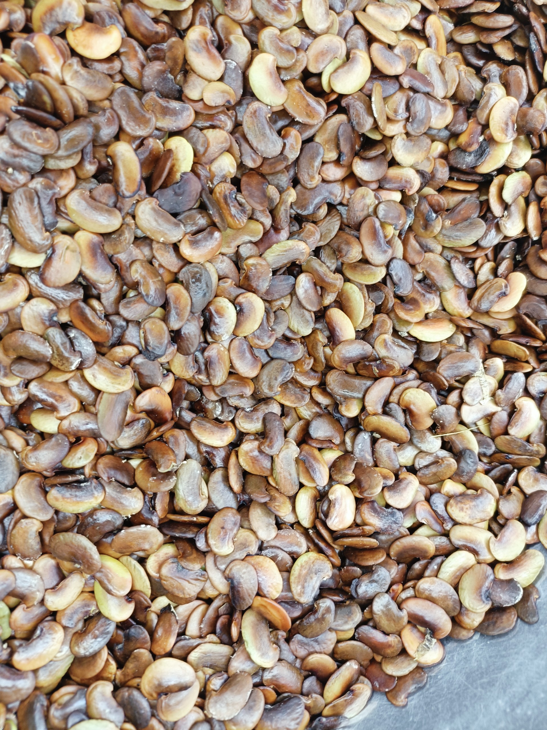 100 gram hạt giống sưa đỏ, huỳnh đàn