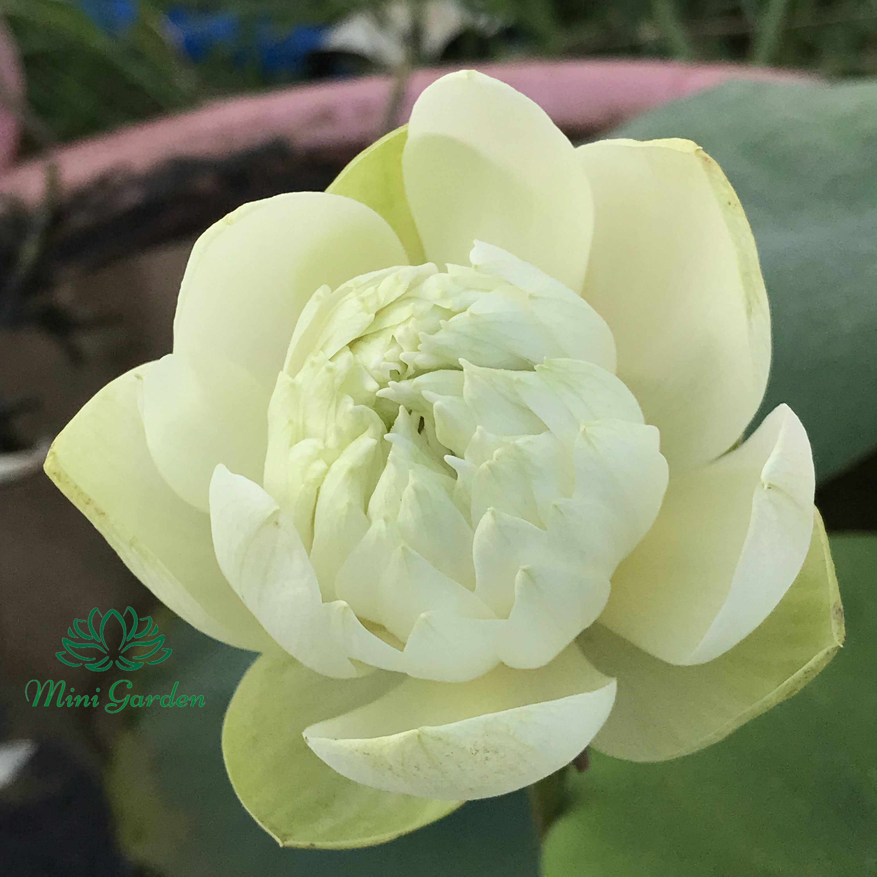 Củ giống hoa sen mini siêu đẹp- Hoa sen mini Mint Sugar
