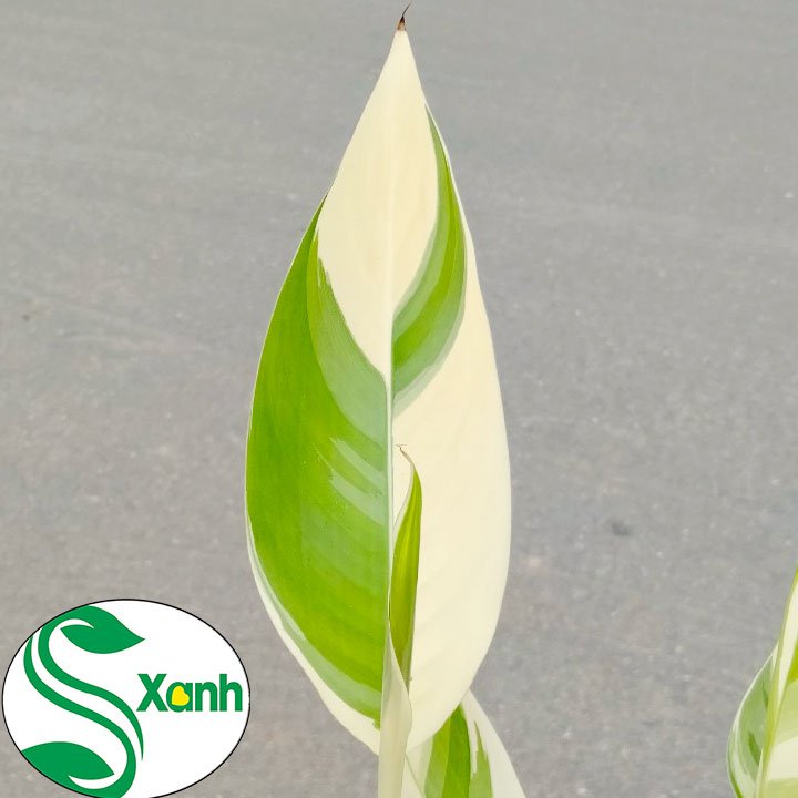 Cây Chuối Kiểng Cẩm Thạch