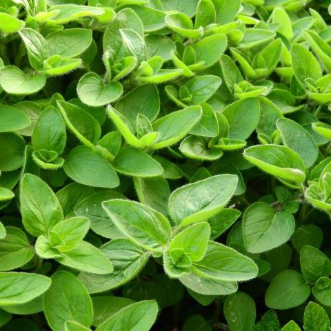 Ong Cha Va Majoram Leaf 10g