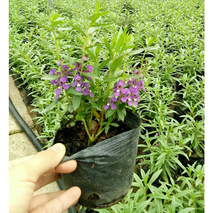 Hoa violet tím cổ thơm (cả hoa và lá đều rất thơm) - bầu cây giống size nhỏ