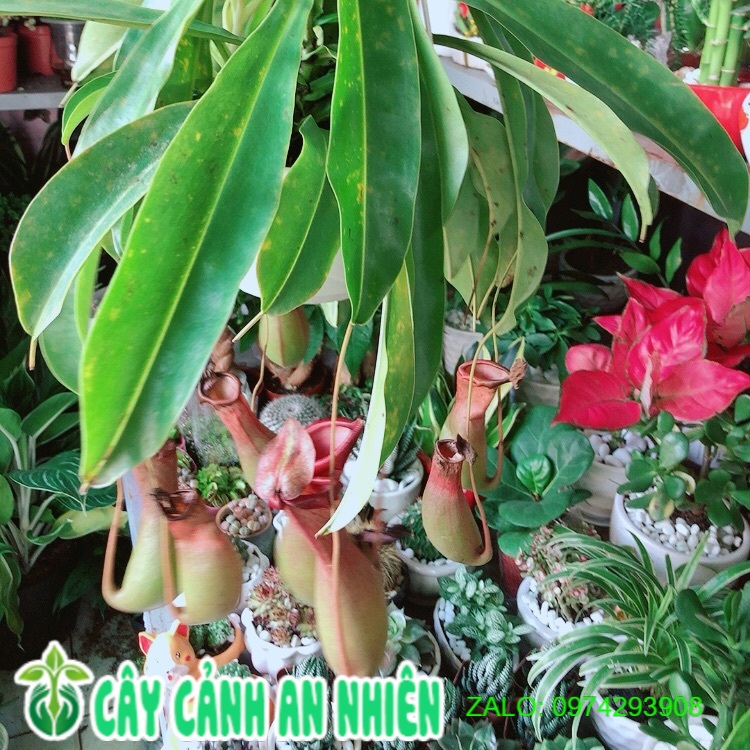 Chậu cây nắp ấm