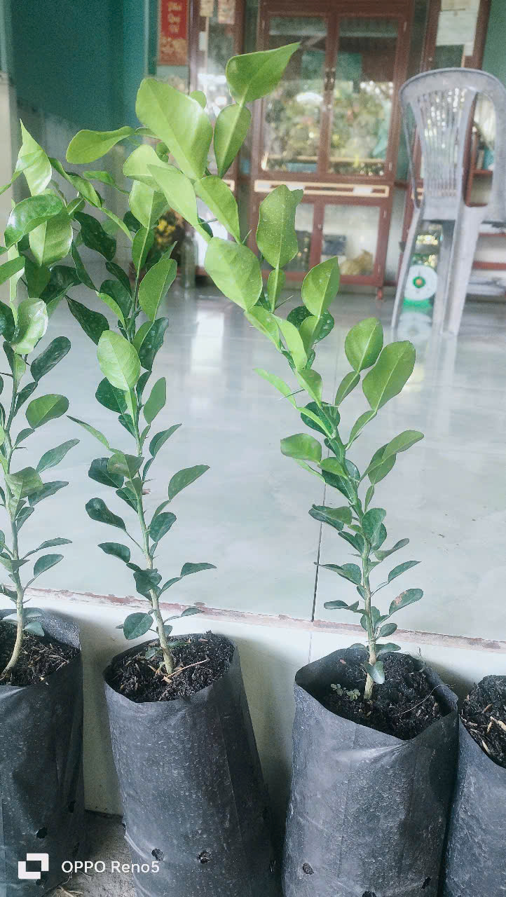 Chanh thái. Cây chúc.10 CÂY ĐẸP. 500K