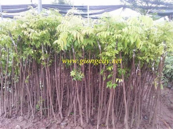 CÂY GIỐNG SẤU CHÙM, SẤU ĂN QỦA SIÊU NGON SIÊU QUẢ DÒNG QUẢ SỚM- CAM KÊT GIỐNG CHUẨN F1