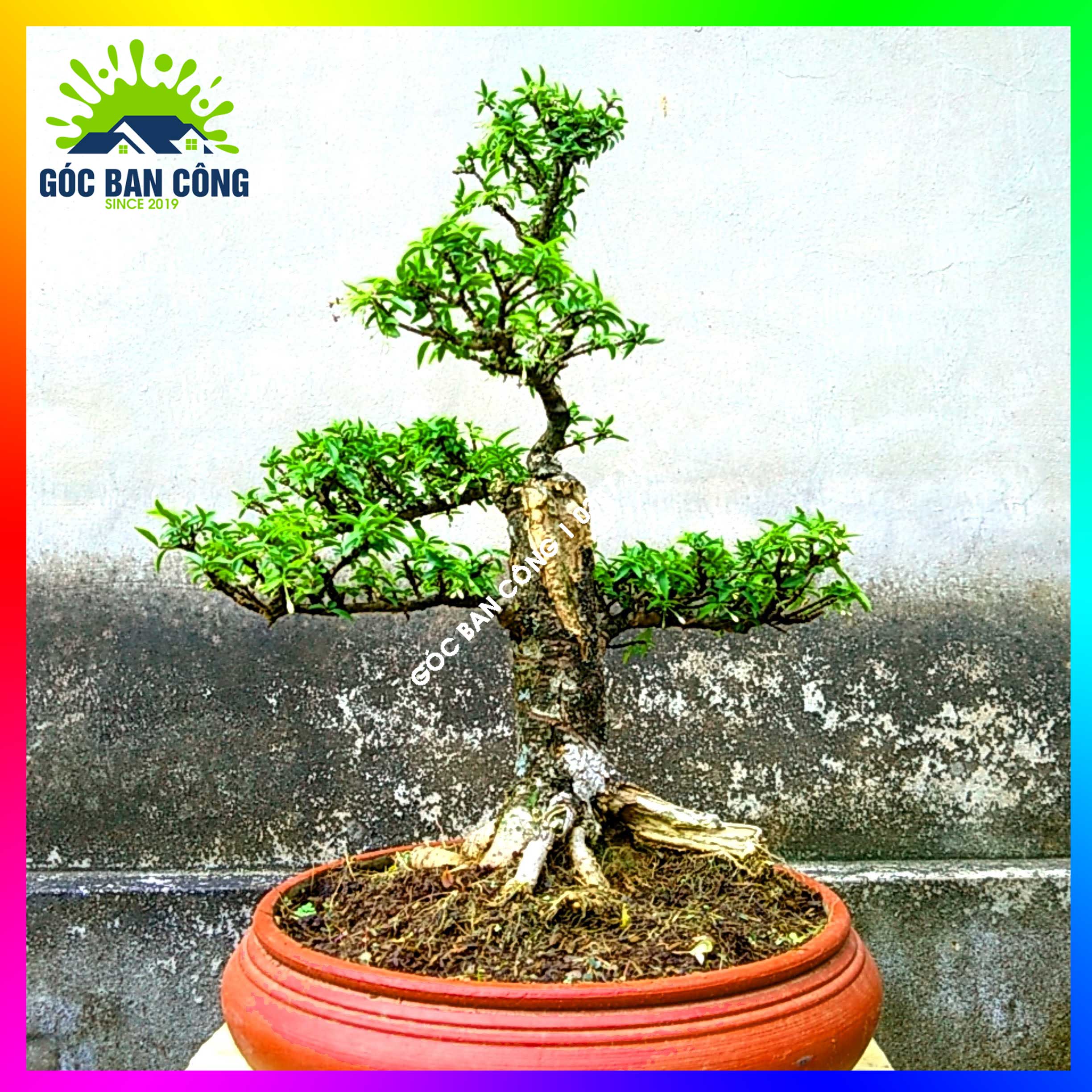 Mai Chiếu Thủy Kim Giòn Bonsai Mini - CTBS01