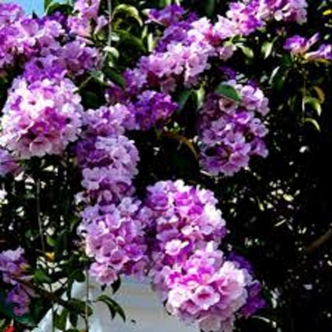 Cây hoa Lan Tỏi-lan leo tỏi tím. bầu giống, giá rẻ