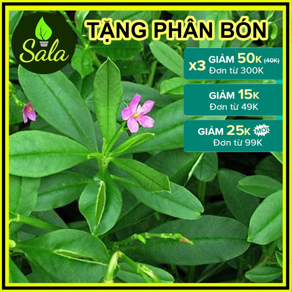 CÂY SÂM ĐẤT (THỔ SÂM, ĐỊA SÂM)