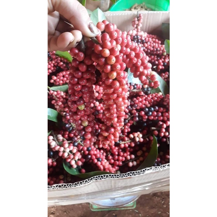 cây Giống chòi mòi ( cây ghép 18 tháng cho trái) (mksieko)