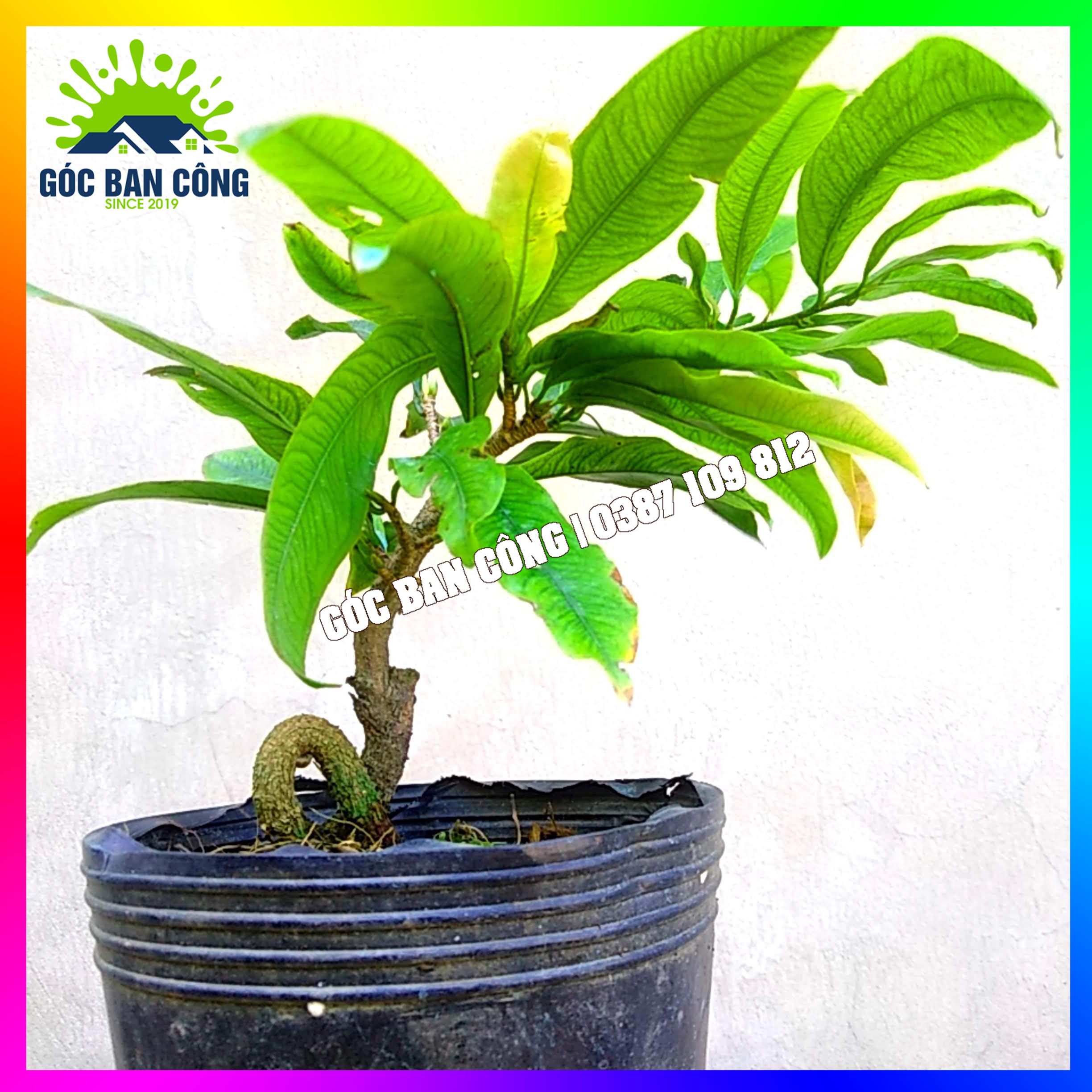 Mai Đại Lộc Bonsai Mini