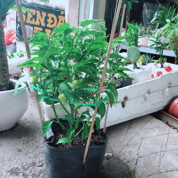 Cây ớt kiểng