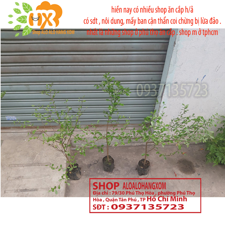 [HCM]COMBO 3 CÂY BÀNG ĐÀI LOAN CAO TỪ 25-40 CM ( LÁ BÀNG NHỎ )