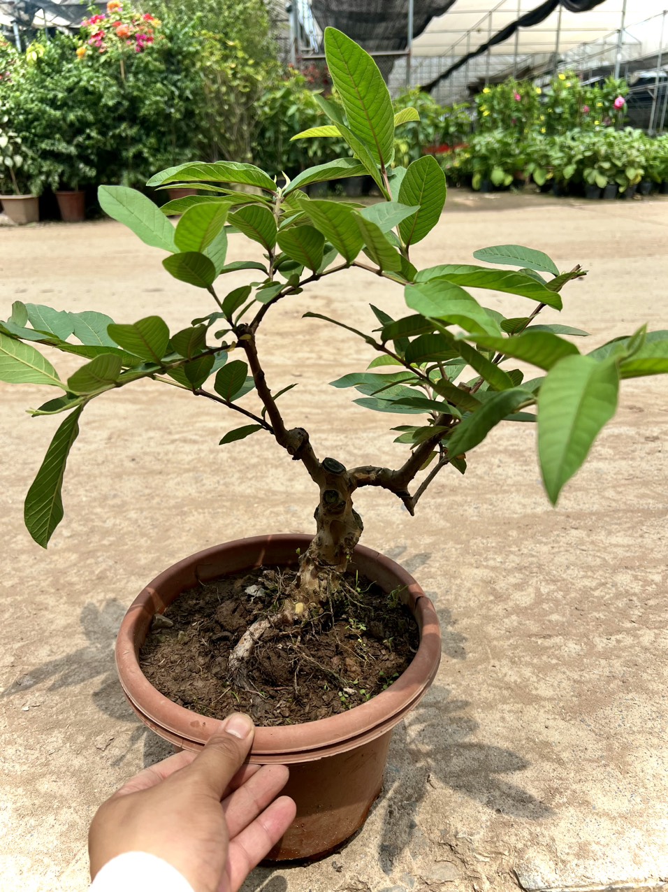 Cây ổi bonsai siêu trái