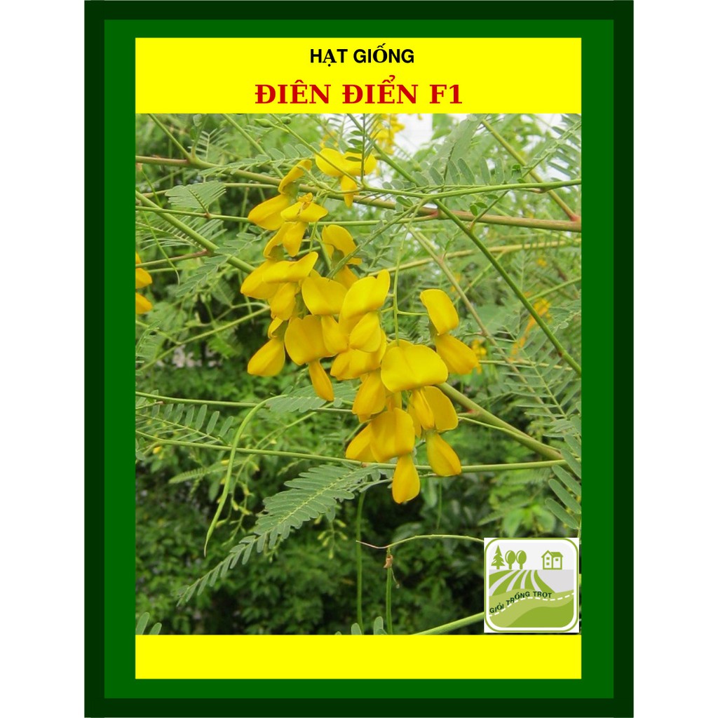 Hạt Giống Hoa Điên Điển (Sesbania sesban) 1Gram