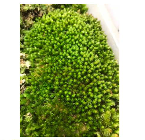 [HCM]Rêu cusion chịu cạn ( xanh dạ quang )