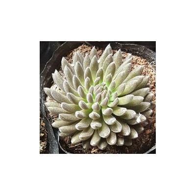 Sen đá sedum đen 20k