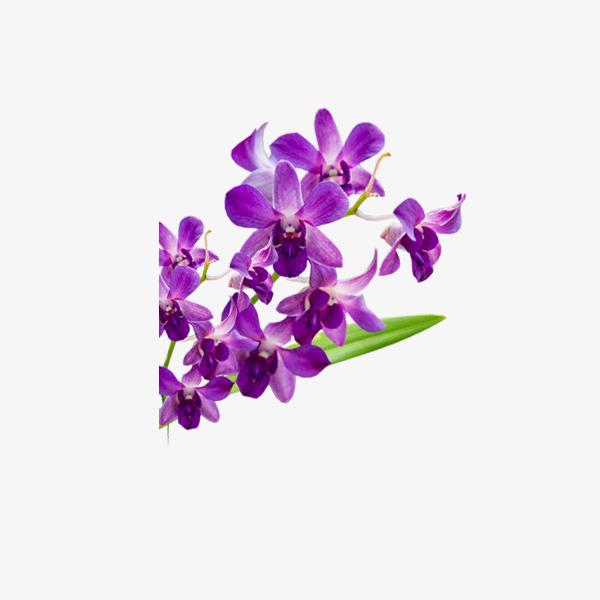 [Mới] - Hạt giống hoa violet  giá rẻ