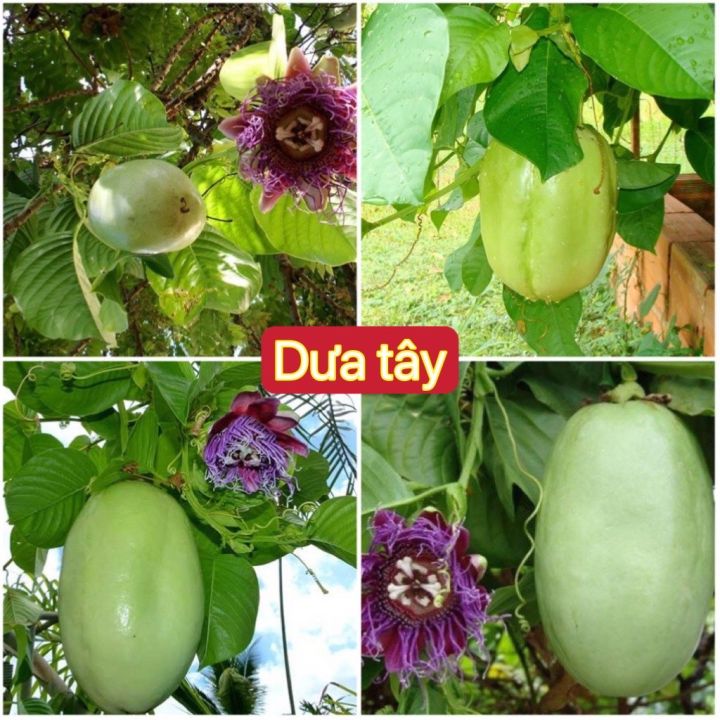 HẠT GIỐNG DƯA TÂY (DƯA GANG TÂY) leo giàn cực thơm ngon