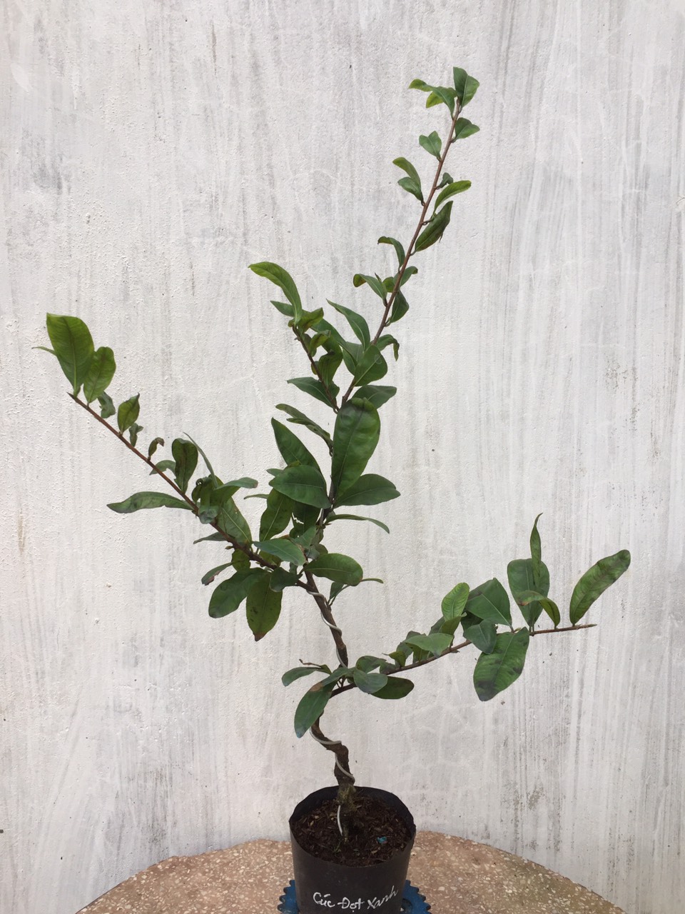 Mai Cúc Đọt Xanh
