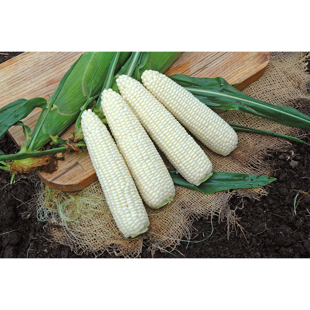 Hạt Giống Ngô Nếp Trắng - 20 Gram