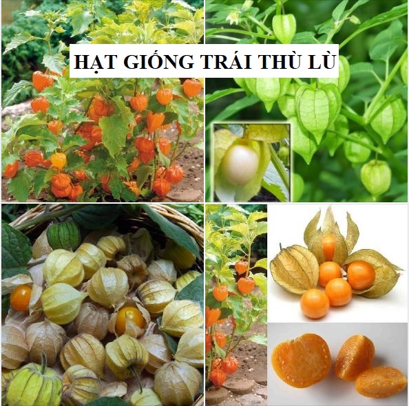 Hạt Giống Cây Thù Lù Nam Mỹ( Cây anh đào đất ) - 50 hạt
