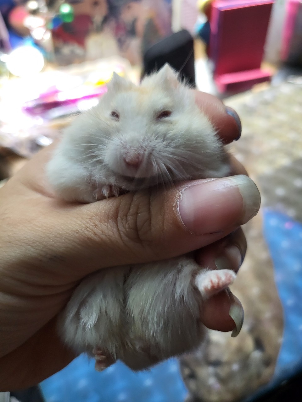 [Bịch 500gram] Thức ăn trôn dinh dưỡng cho Hamster