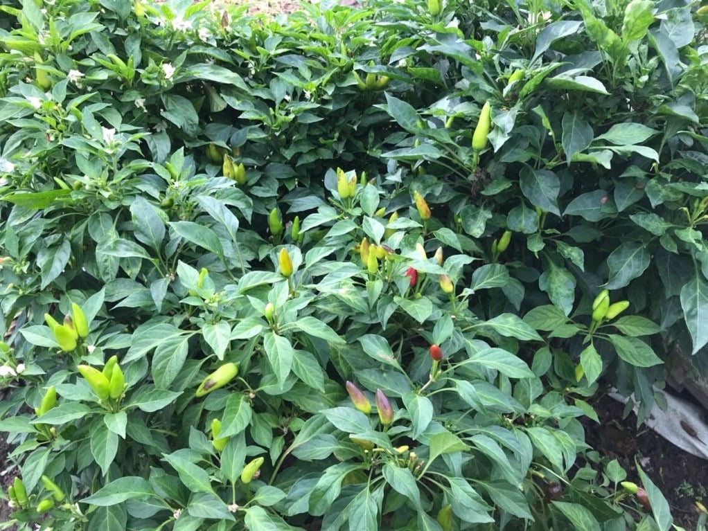Hạt Giống Ớt Xiêm Gói 0.1gr - RD 712