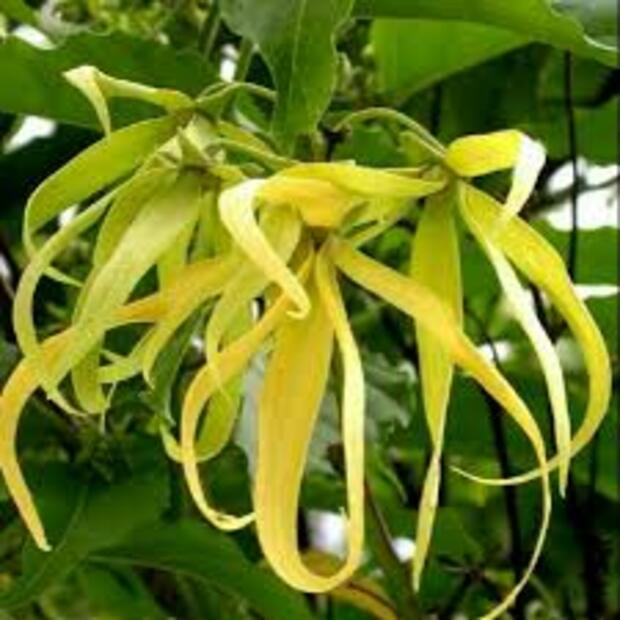 COM BO 2 CÂY GIỐNG HOÀNG LAN(NGỌC LAN VÀNG)