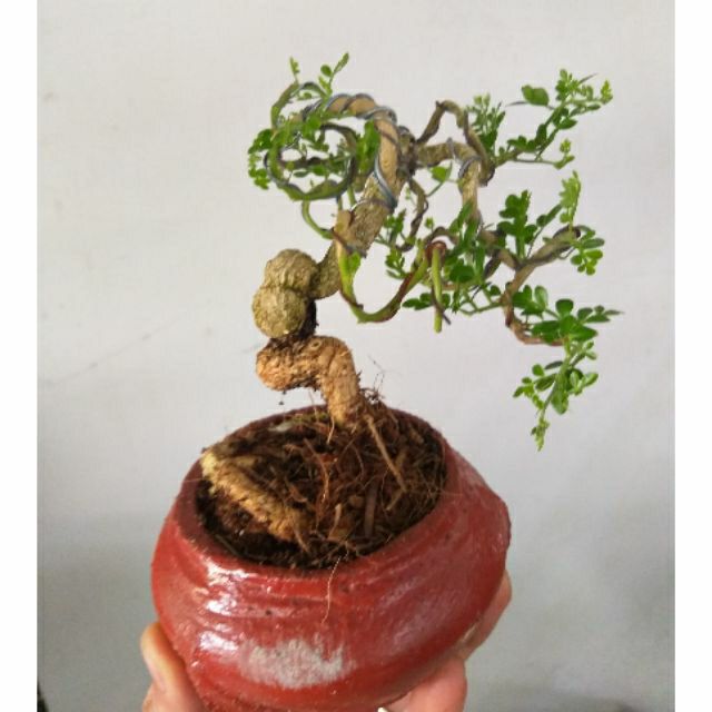 [HCM]Cần Thăng Bonsai mini