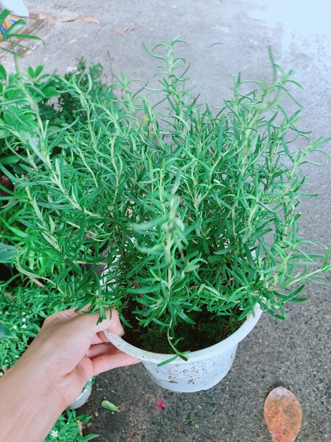 Chậu Cây Hương Thảo (kèm chậu sứ)