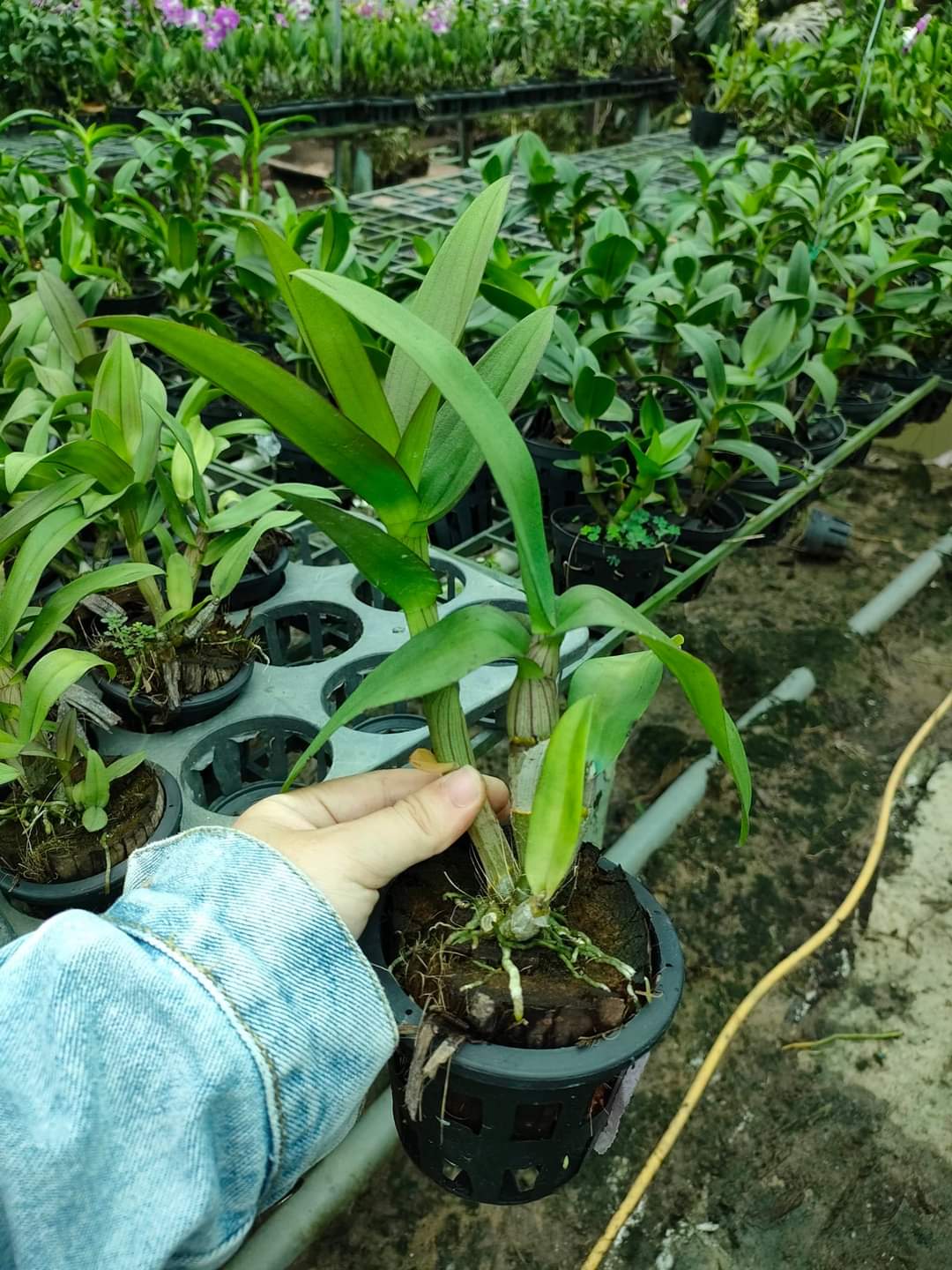 HOA LAN DEN LAI CAT BẠCH TUYẾT