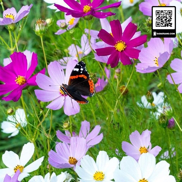 Hạt giống hoa sao nhái (hoa vũ trụ vườn) mix