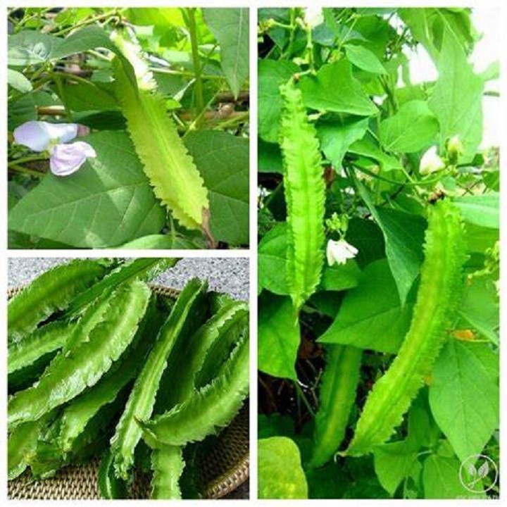 Hạt giống đậu rồng, hạt đỗ khế - gói 10gr