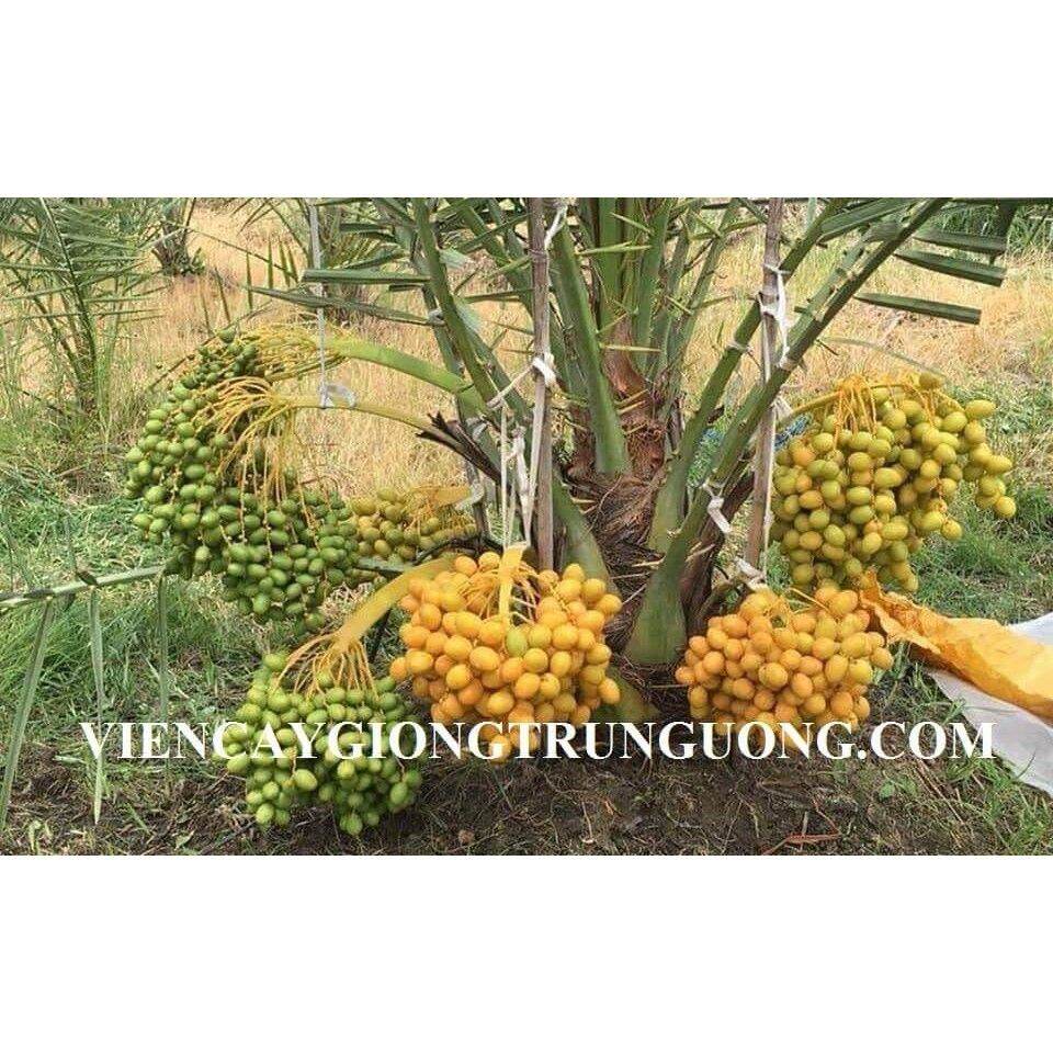 Cây chà là ăn trái   - Cây Giống Nhập Khẩu