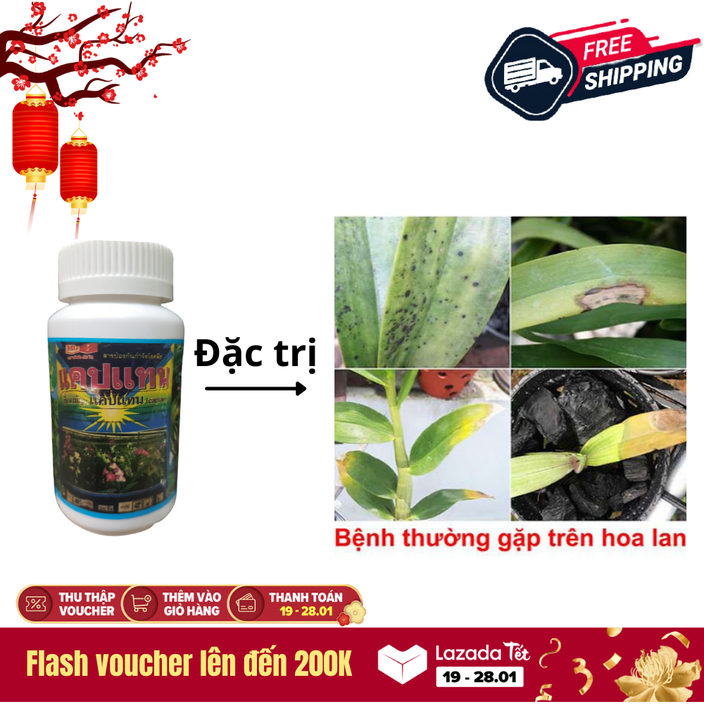 ĐÁNH BAY NẤM BỆNH, THỐI NHŨN TRÊN HOA LAN CAP-TAN