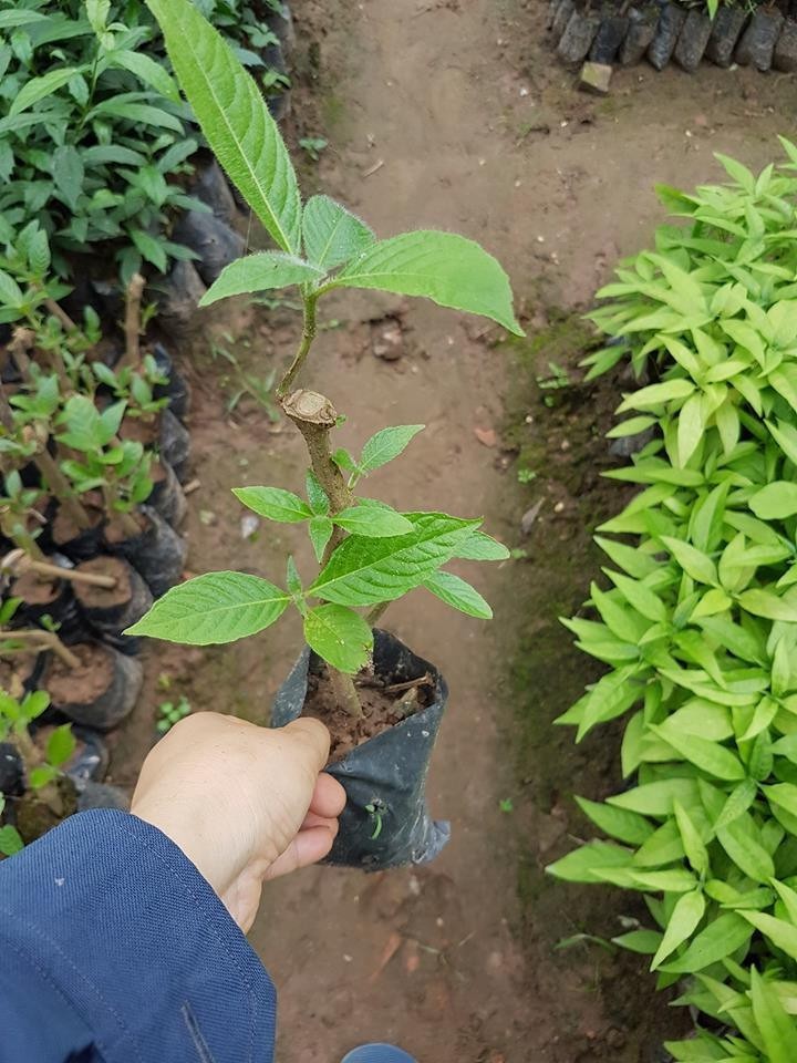Combo 5 cây chè khổng lồ tăng cường đạm cho vật nuôi.