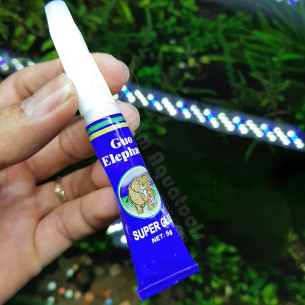 Keo dán cây thuỷ sinh, ráy bucep thủy sinh lên lũa đá