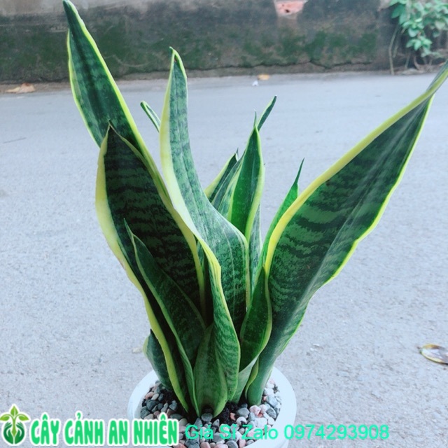 [HCM]Chậu Cây Lưỡi Hổ